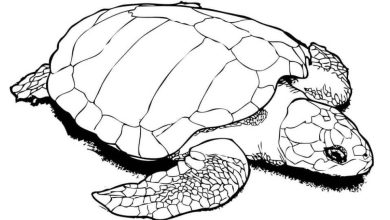 Deniz Kaplumbağası Boyama Sayfası Detaylı Çizim|Bu boyama sayfasında detaylı bir deniz kaplumbağası çizimi bulunuyor. Çocuklar için eğlenceli ve öğretici bir aktivite.