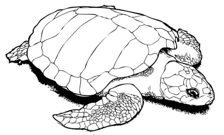 Deniz Kaplumbağası Boyama Sayfası Detaylı Çizim|Bu boyama sayfasında detaylı bir deniz kaplumbağası çizimi bulunuyor. Çocuklar için eğlenceli ve öğretici bir aktivite.