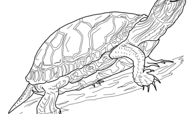 Kaplumbağa Boyama Sayfası - Detaylı Yetişkinler İçin Mandala