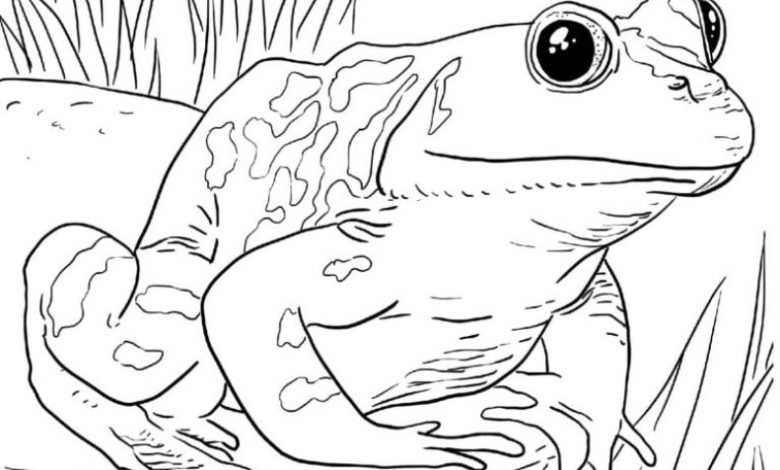 Kurbağa Göl Kenarında Boyama Sayfası Göz Alıcı Detaylar ve Büyük Gözler