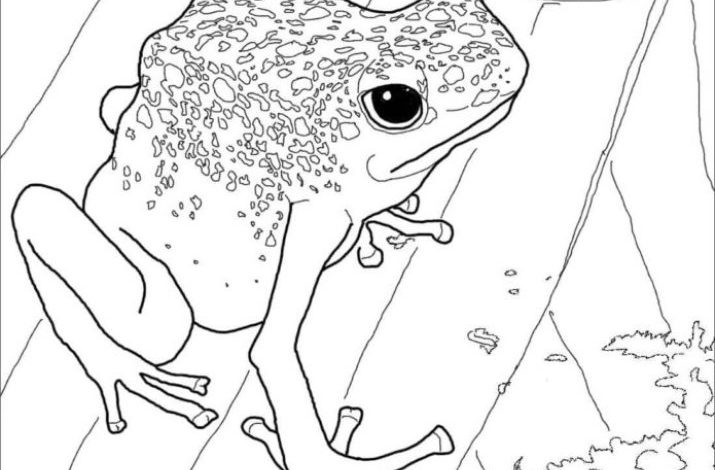 Kurbağa ile Çocuklar için Doğal Hayat Boyama Sayfası